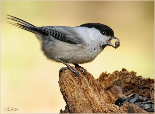 bird11