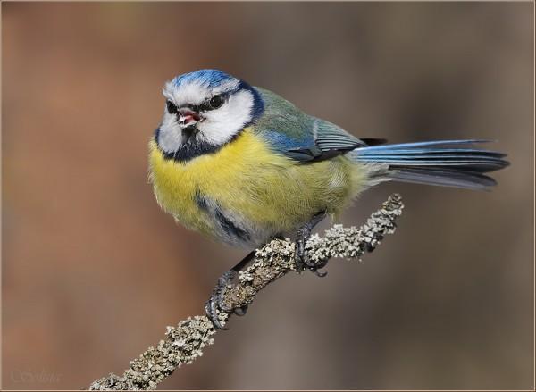 bird13