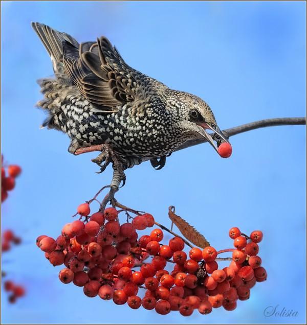 bird15