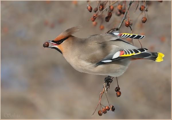 bird3