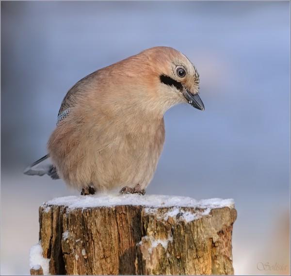 bird4