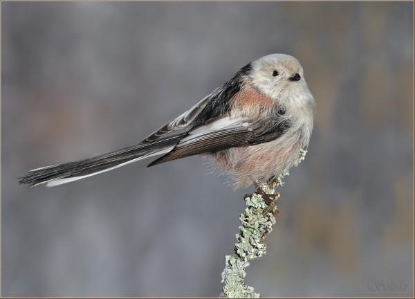 bird5