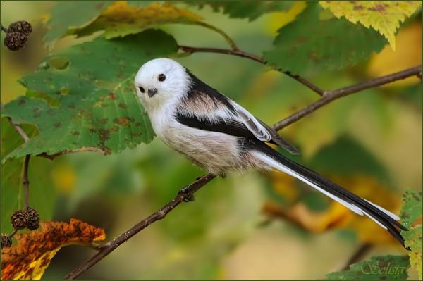 bird7