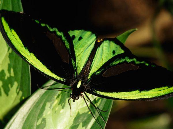 birdwing-duplaix_1364_600x450