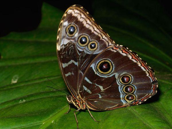 morpho-laman_1367_600x450
