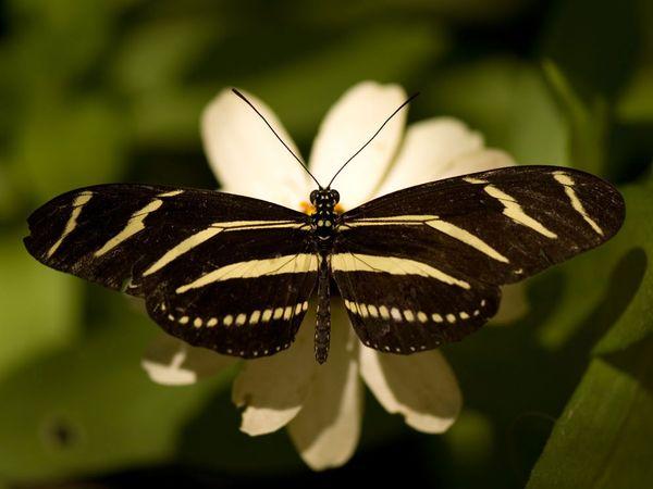 zebra-sartore_1373_600x450