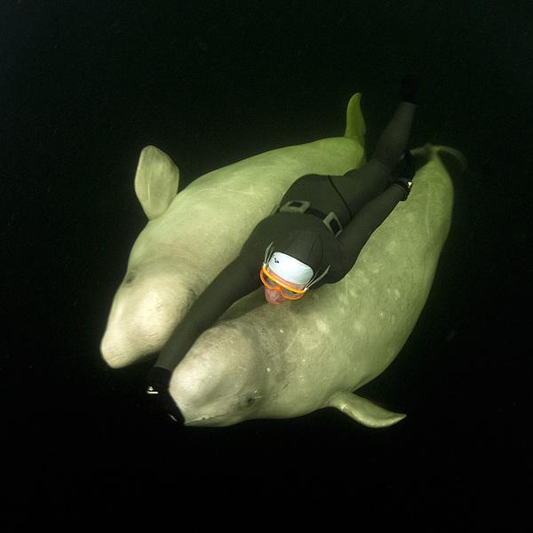 white_whale_5600_600