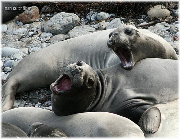 young_elephantseals600_464
