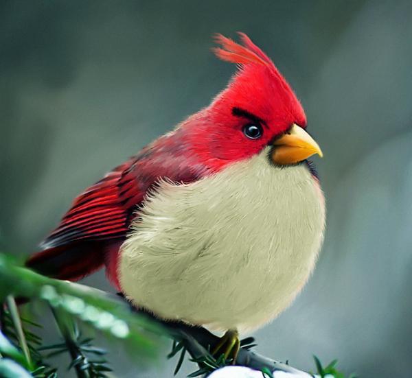 [Wooowwww] Tokoh Angry Bird dalam Dunia Nyata 5