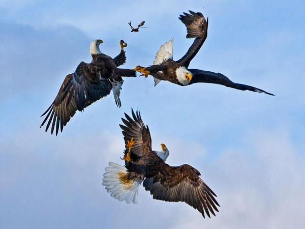 three_eagles_fight_for_one_fish_by_jose_hernandez600_450
