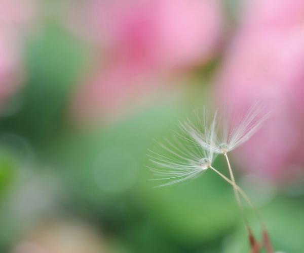 lafugue_logos1600_501
