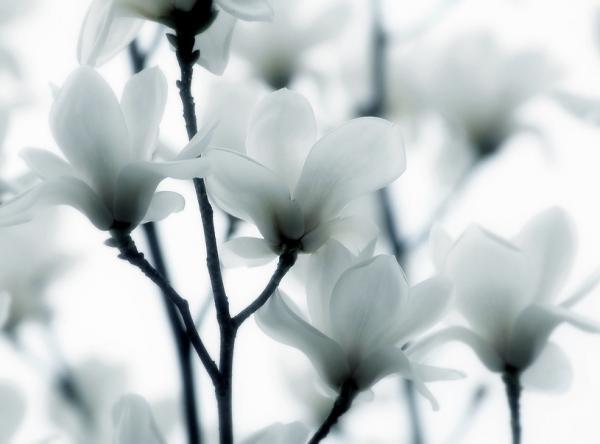 lafugue_logos6600_444