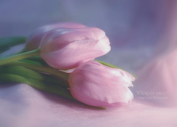 lafugue_logos8600_431