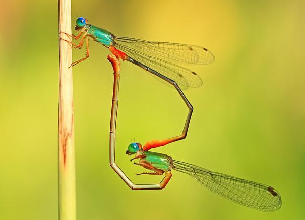 Incredibly Amazing Macro Photography by Shikhei Goh @ GenCept