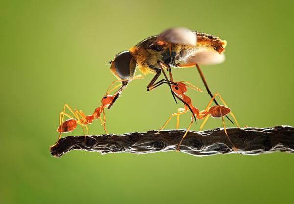 Incredibly Amazing Macro Photography by Shikhei Goh @ GenCept
