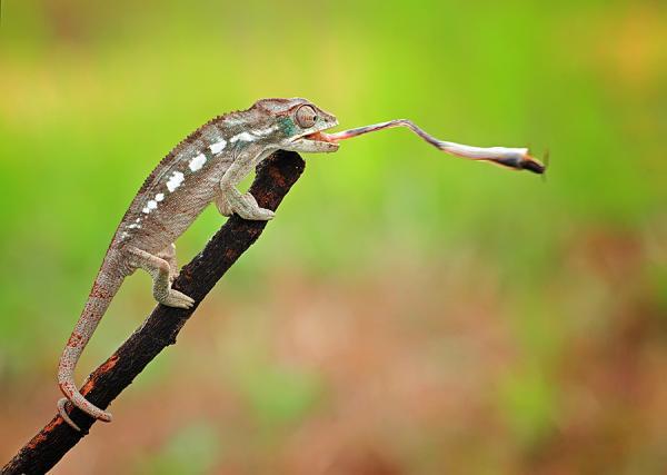Incredibly Amazing Macro Photography by Shikhei Goh @ GenCept