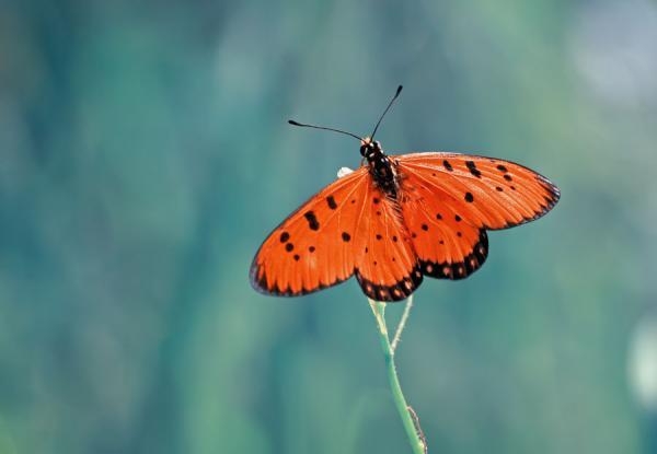 Incredibly Amazing Macro Photography by Shikhei Goh @ GenCept