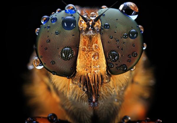 Incredibly Amazing Macro Photography by Shikhei Goh @ GenCept