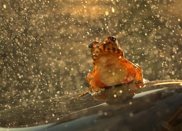 Incredibly Amazing Macro Photography by Shikhei Goh @ GenCept
