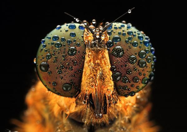Incredibly Amazing Macro Photography by Shikhei Goh @ GenCept