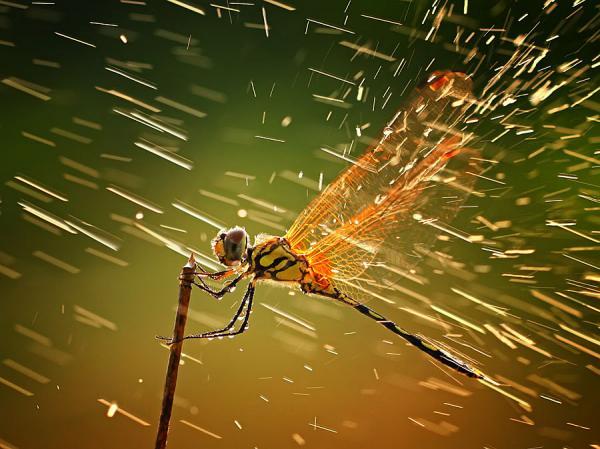 Incredibly Amazing Macro Photography by Shikhei Goh @ GenCept