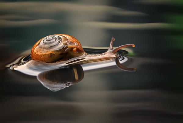 Incredibly Amazing Macro Photography by Shikhei Goh @ GenCept
