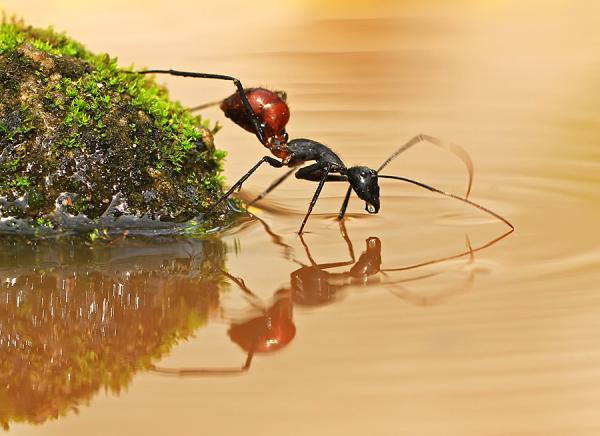 Incredibly Amazing Macro Photography by Shikhei Goh @ GenCept