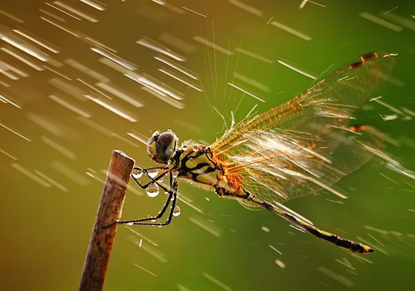 Incredibly Amazing Macro Photography by Shikhei Goh @ GenCept