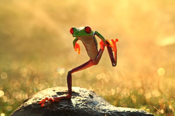 Incredibly Amazing Macro Photography by Shikhei Goh @ GenCept