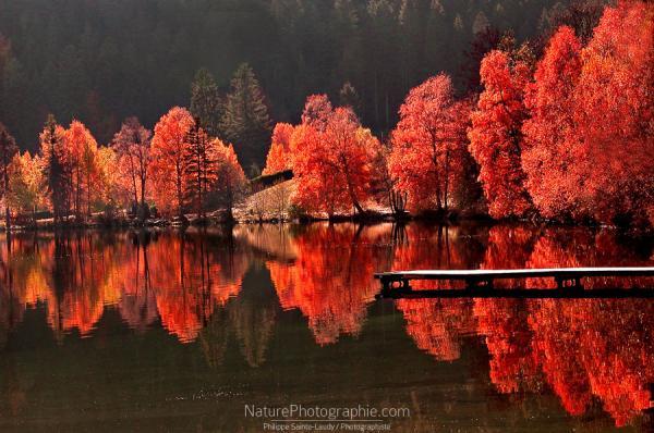 trees_vs_trees_by_philippe_saintelaudy600_398