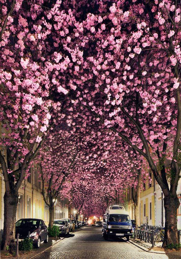 cherry night_by_Kilian Schönberger 600_855