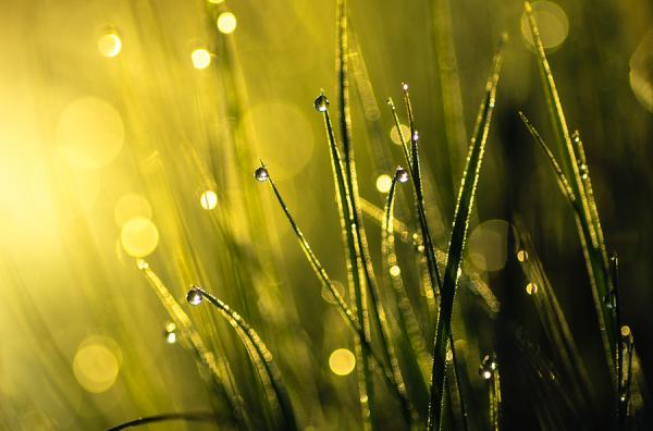 morning drops600_396