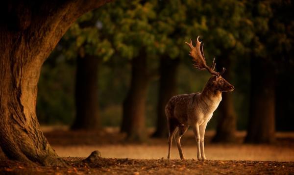 first light_by_ Mark Bridger600_357