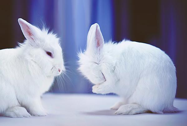 50 cute bunny pictures art and design