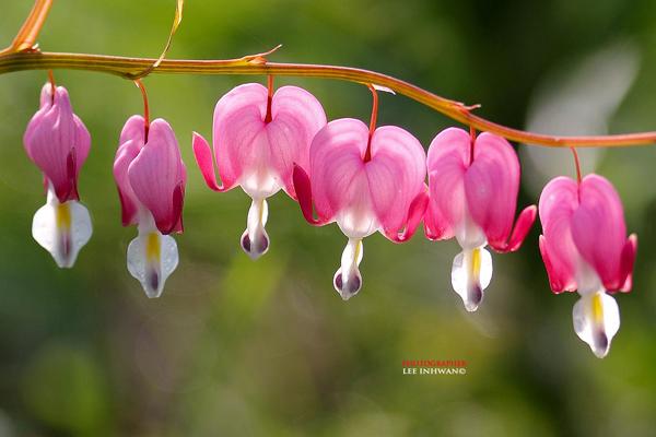 Pretty Flower 50 pictures of pretty flowers | art and design Pretty Flower 50 pictures of pretty flowers | art and design