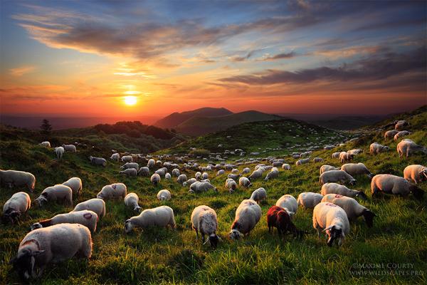 44 A Sunset With The Sheep
