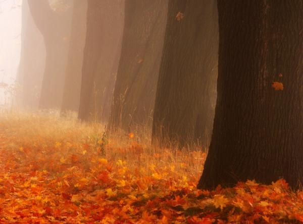 autumn ii_by_Przemysław Kruk