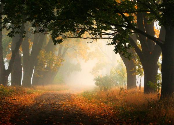 autumn_by_Przemysław Kruk