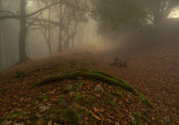Autuminal Mist by Peter Spencer