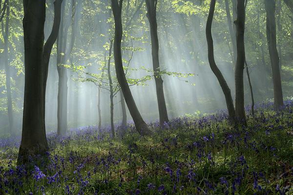 Dorset Bluebell Woods by Peter Spencer