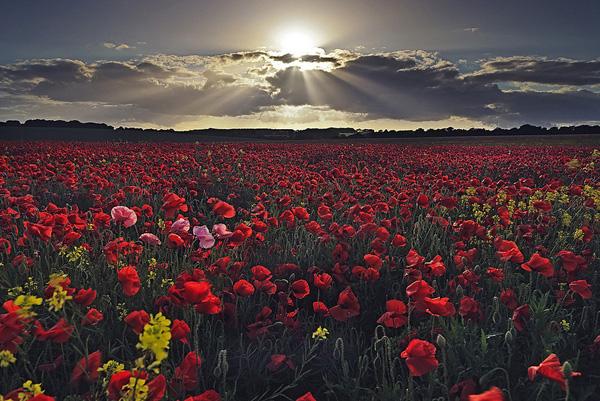 Poppy Sunset by Peter Spencer