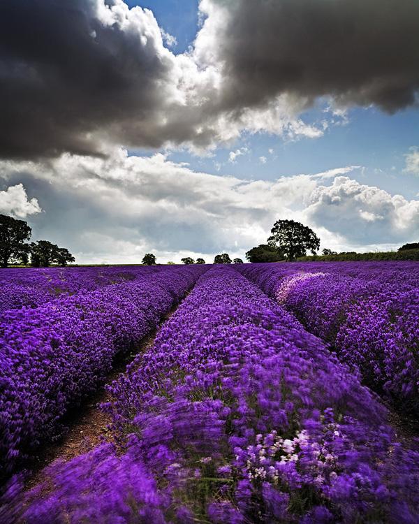 Somerset