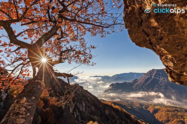 Sun in the tree by Alfredo Costanzo