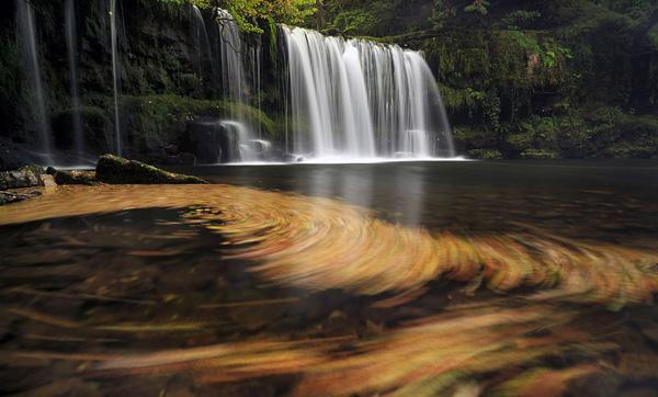Swirling Leaves