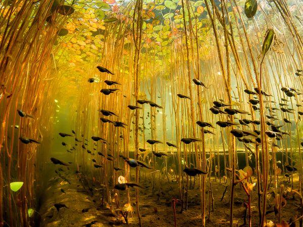 31 Tadpoles-swamp-canada by Eiko Jones