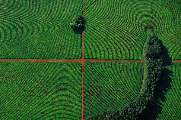 4 Tea plantations in the province of Corrientes, Argentina