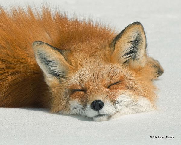 35个可爱的狐狸图片欣赏