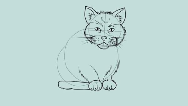 Step How To Draw A Cat