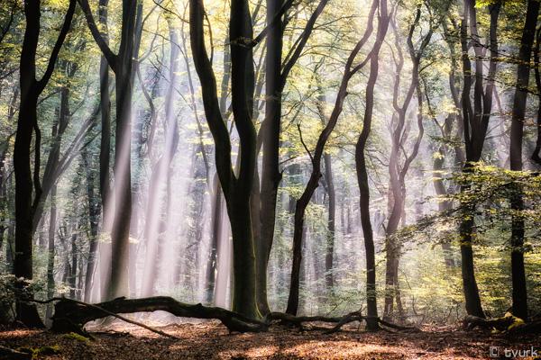 bright_morning_by_tvurk