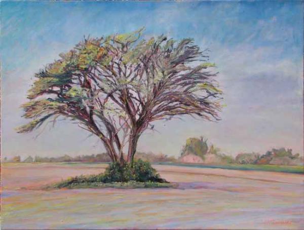 bluesky_island_acacia_27k600-454 bluesky island acacia